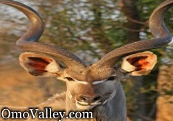 Greater Kudu in Southern Ethiopia